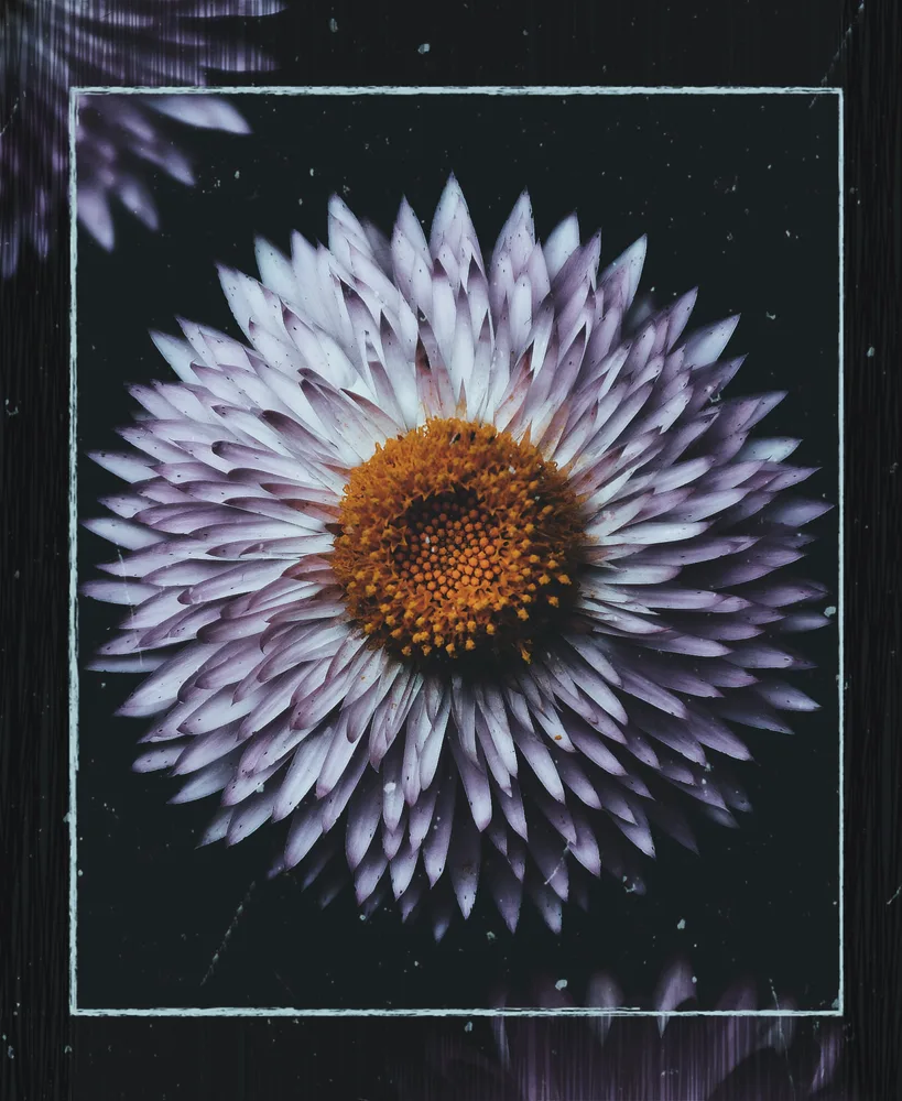 Flowers bloom with no regrets