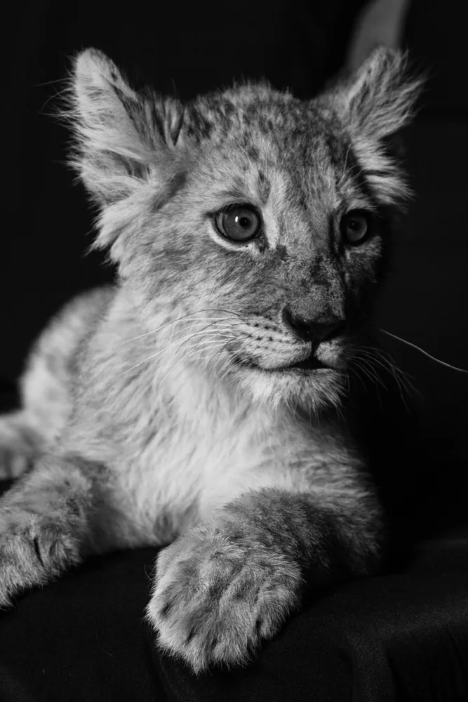 King of the animals