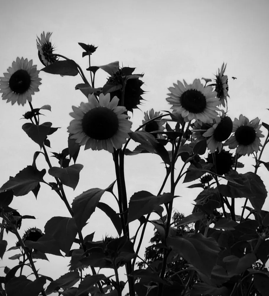 Happy sunflowers
