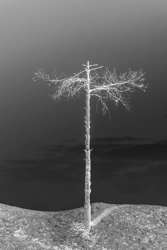 Border Trees 1