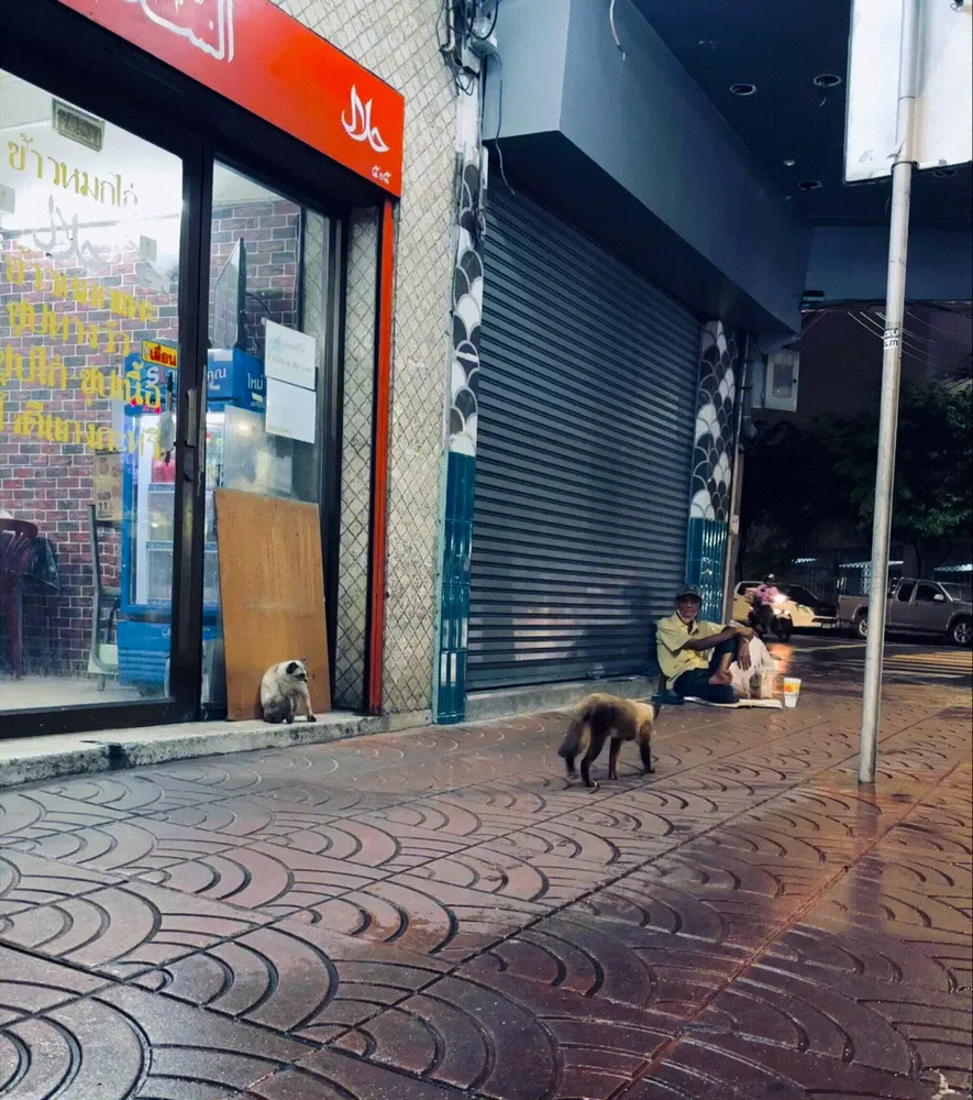 Chinatown Cat Mafia - Victory