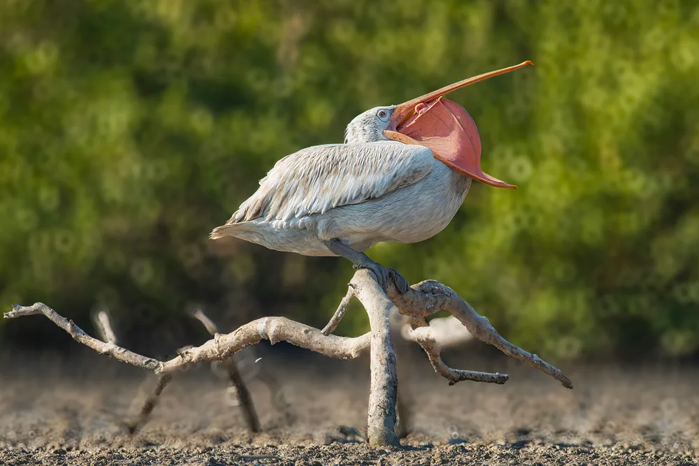 Sleepy Pelican