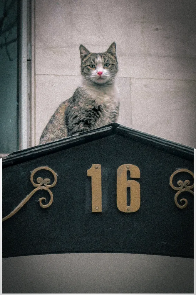 One Cat, One Roof, Endless Gaze