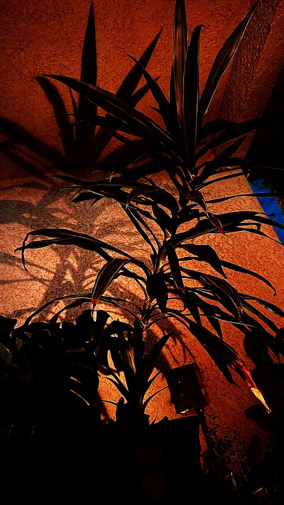 Shadow Garden