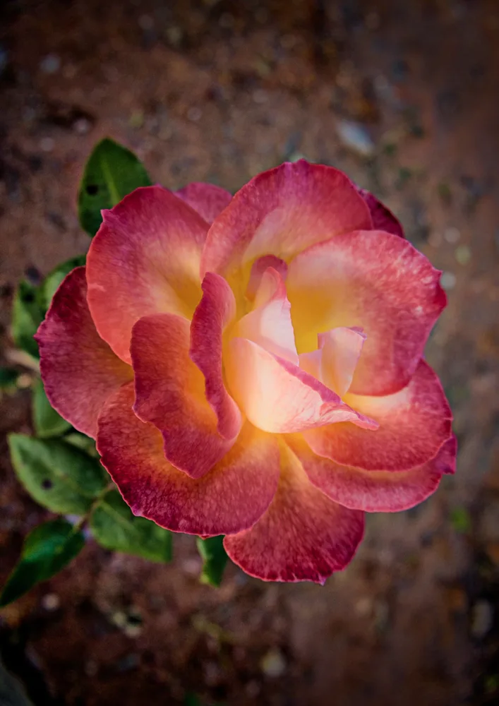 Dance of the Petals