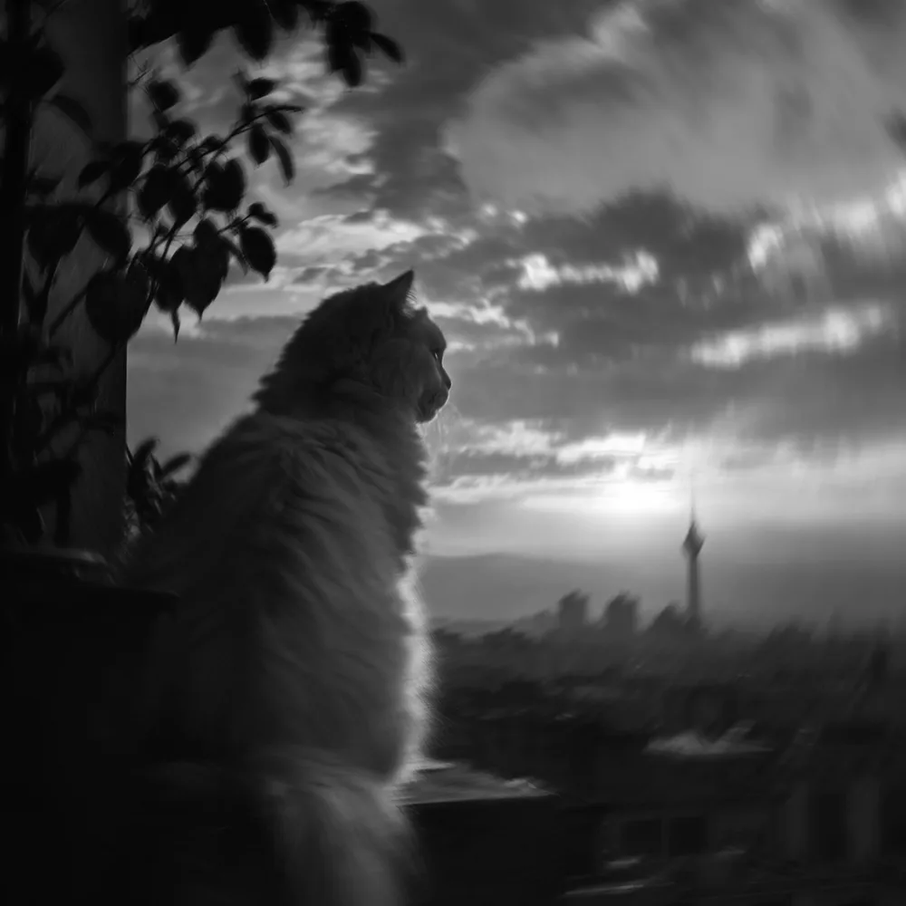 Persian cat
