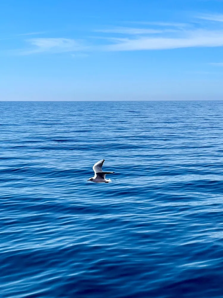 The  Freedom Over the Endless Blue 🌊🕊️
