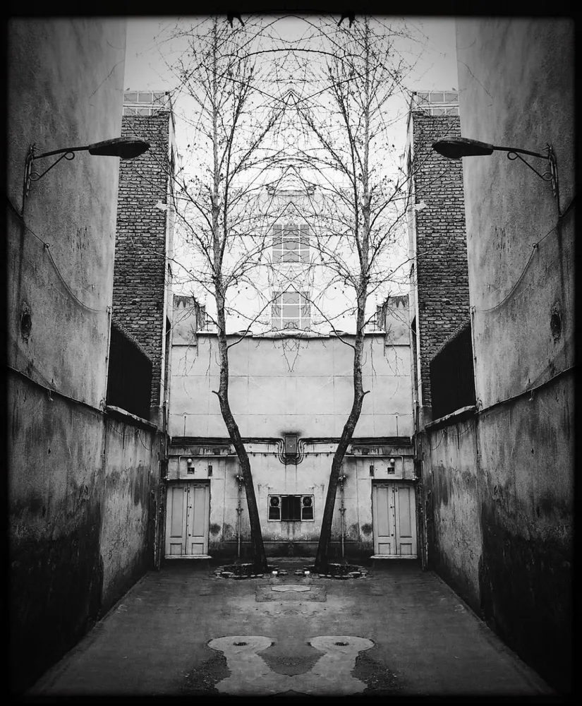 Mirror Trees