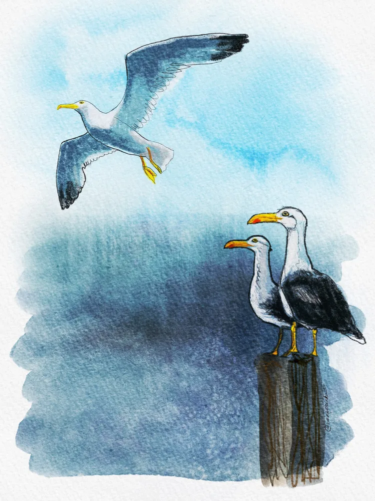 Seagulls