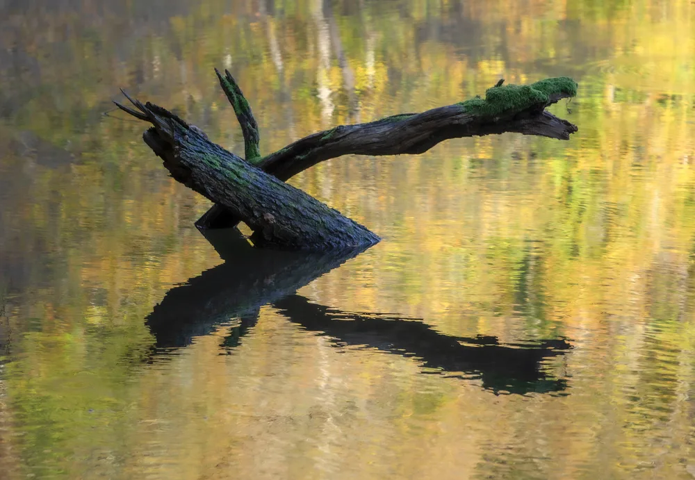 Fallen Branch