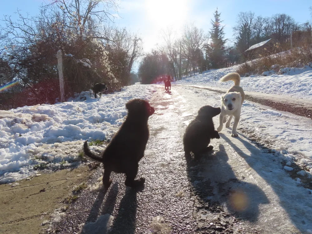 Puppy Palace Rescue in Serbia