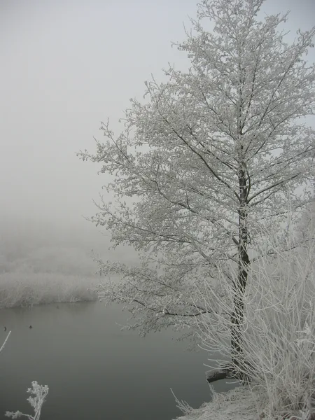 Frosted Solitude