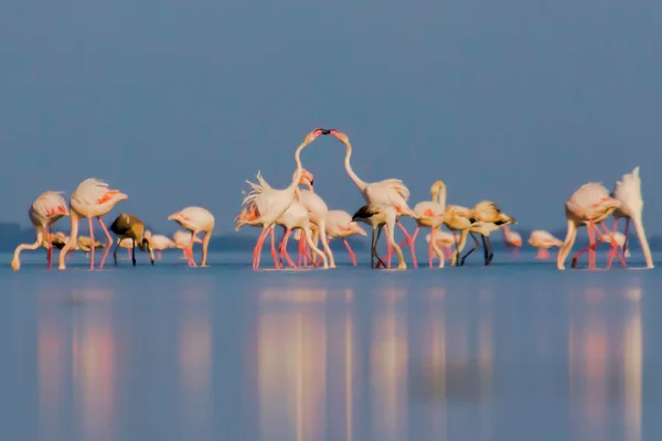 Feathered Romance