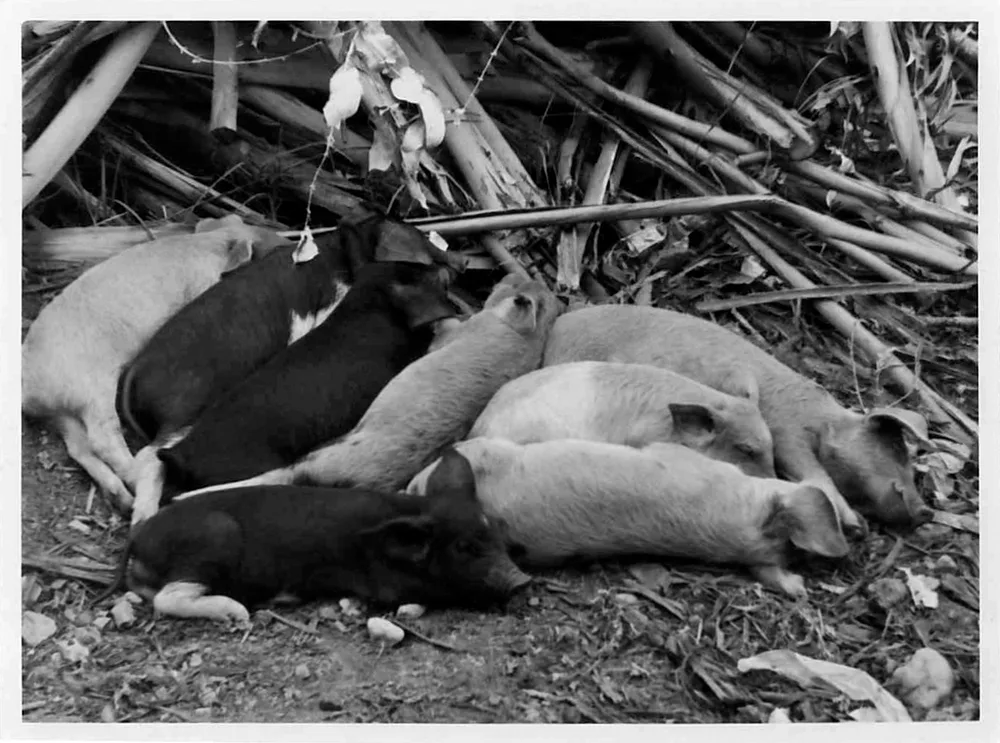 Piglets