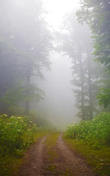 The Path to Light