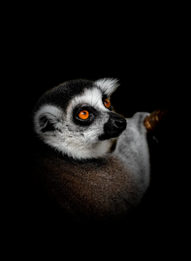 Ring-Tailed Lemur