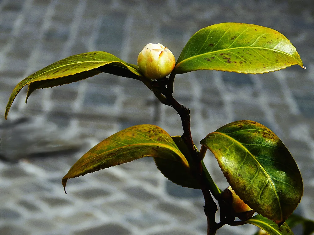 Specimen n° 1 - Camellia