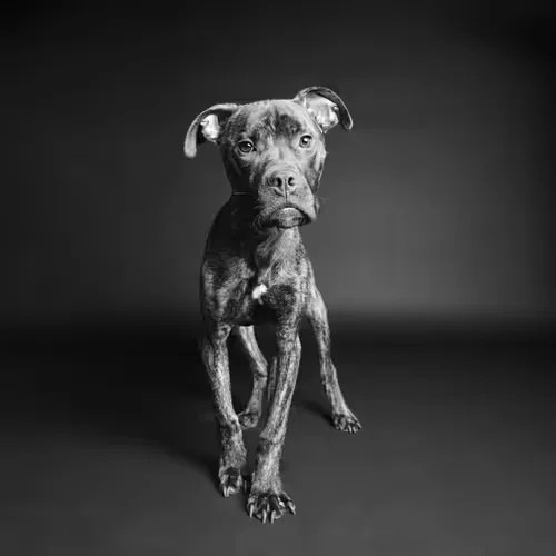 Shelter Dog 12