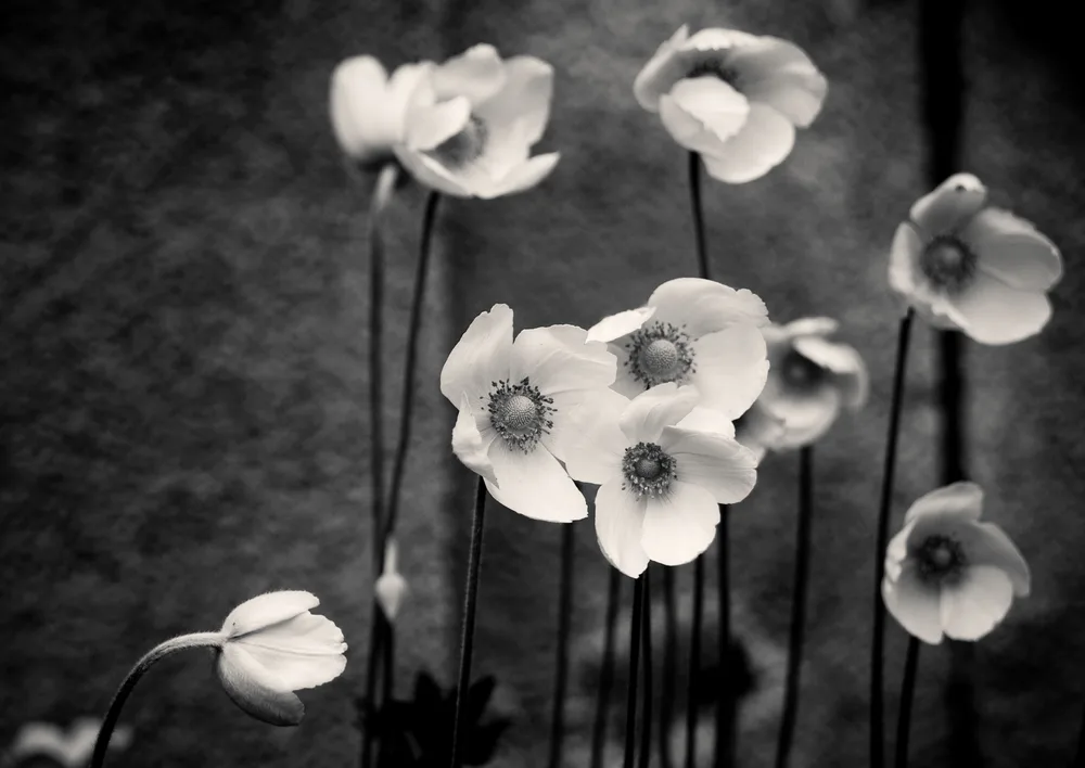 Silent Bloom