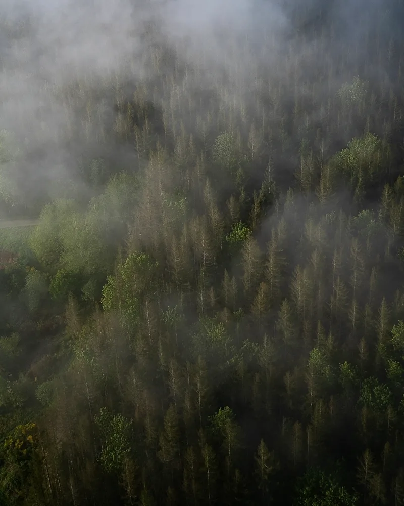 CHROMA: GREEN 002 //