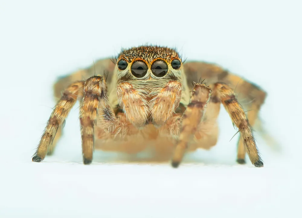 Jumping Spider (Stenaelurillus Sp)