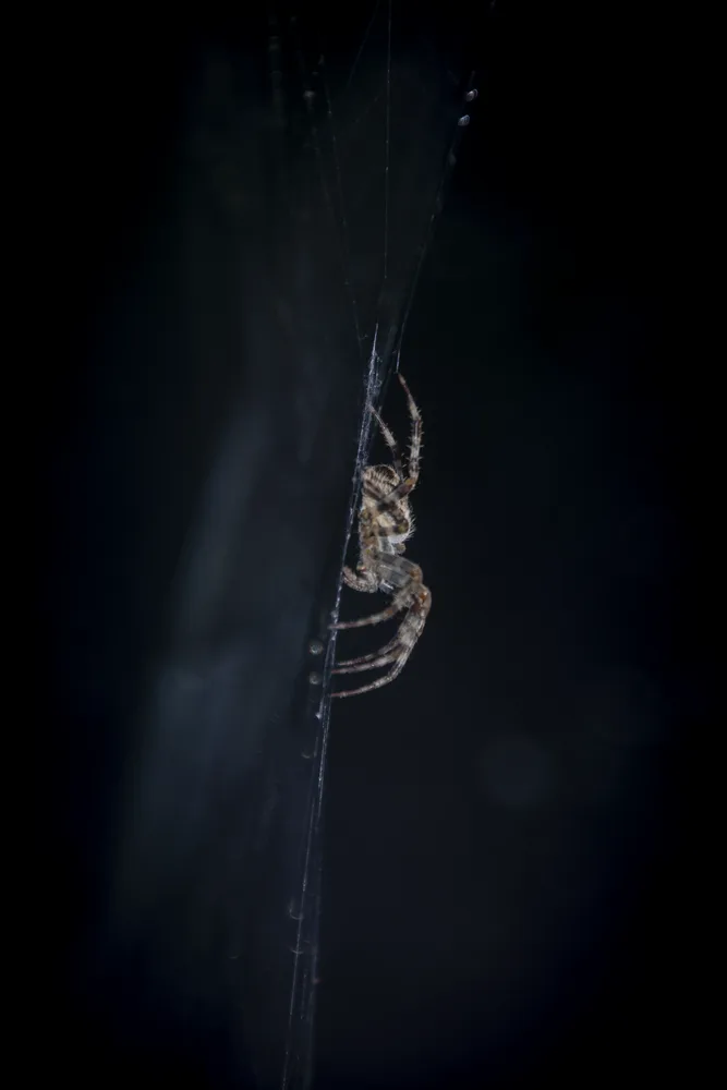 I Spider