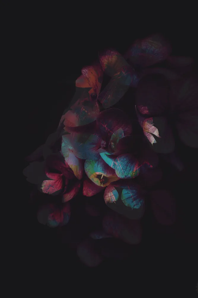 Neon Nights ~ Hydrangea