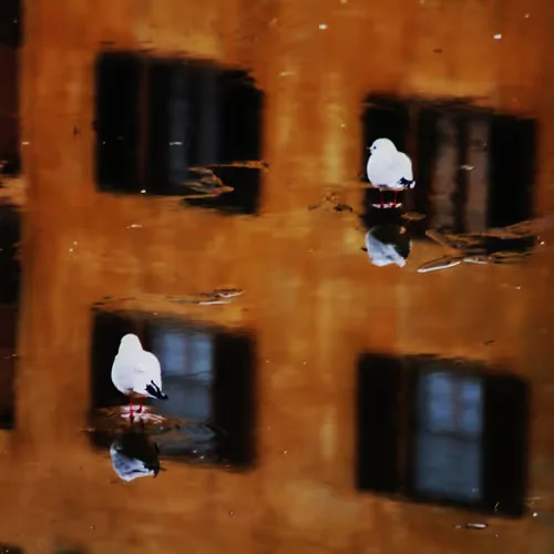 Perched Between Reality and Reflection