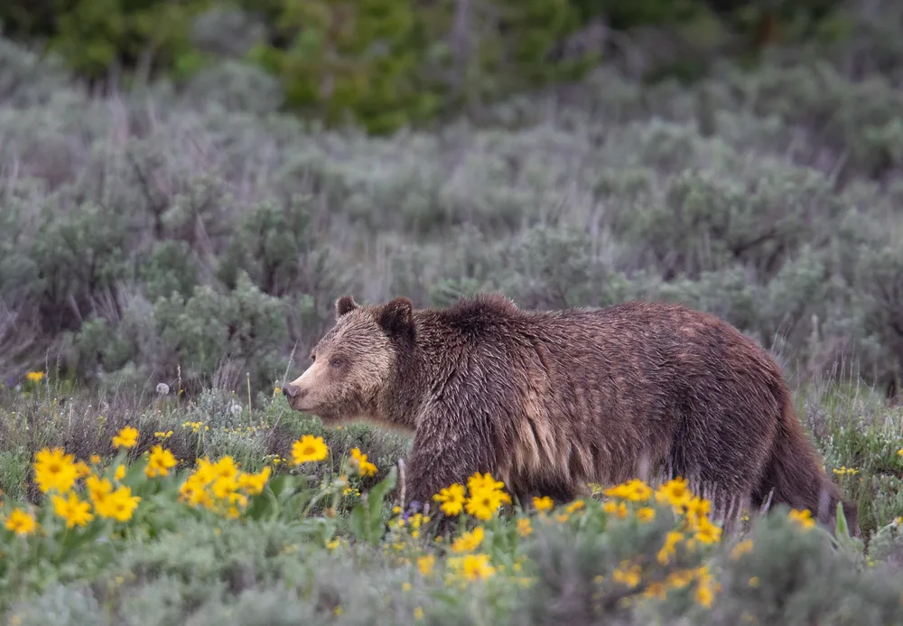 Bear Market