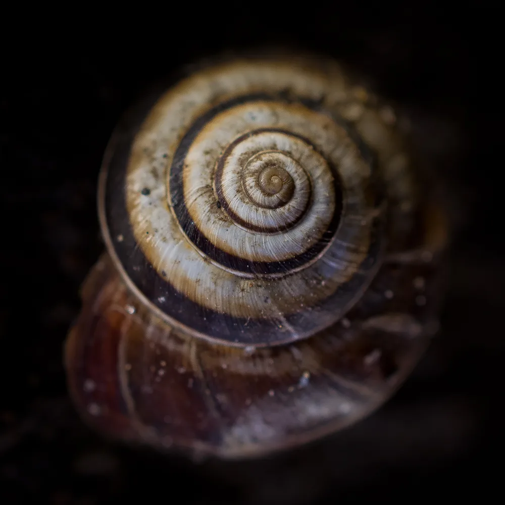 Art of Nature