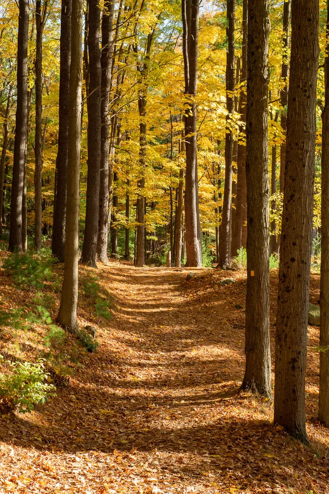 Autumn Forest Bathing