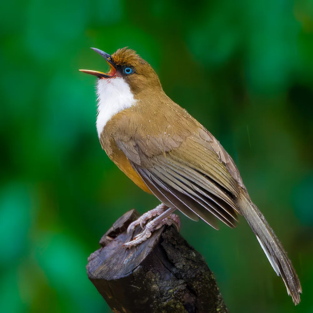 White-Throated Laughingthrush