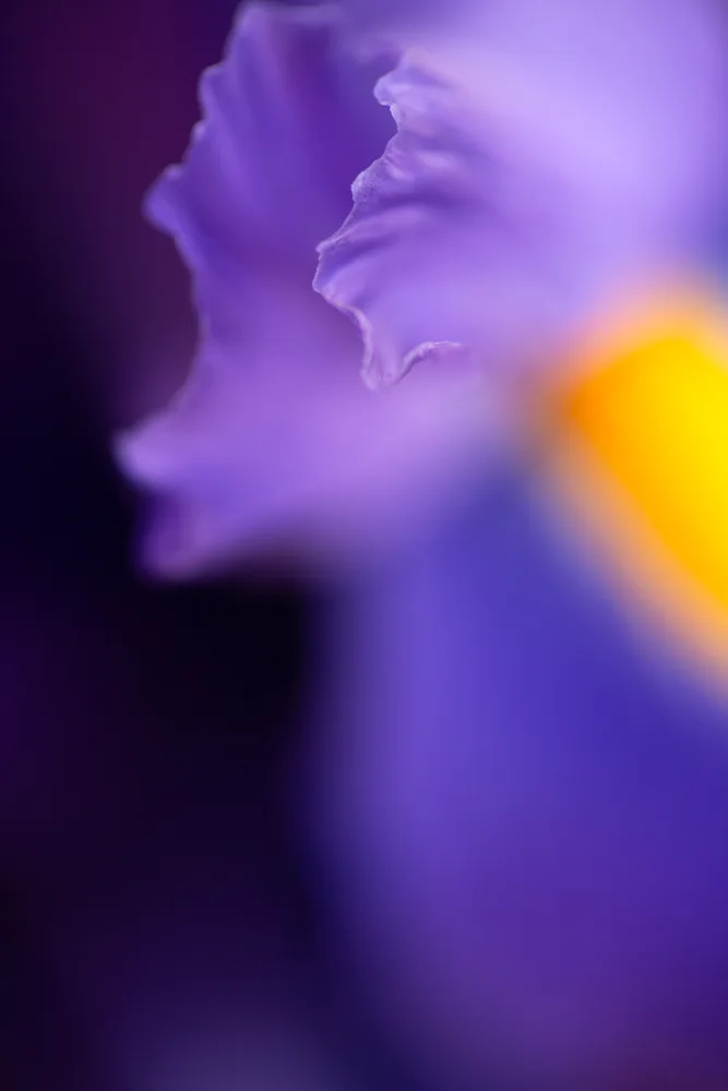 In Bloom 4