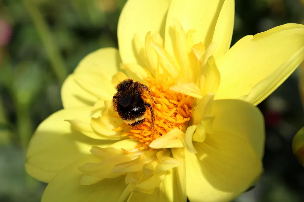 Bee Butt