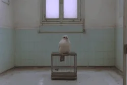 Bird on the Wire