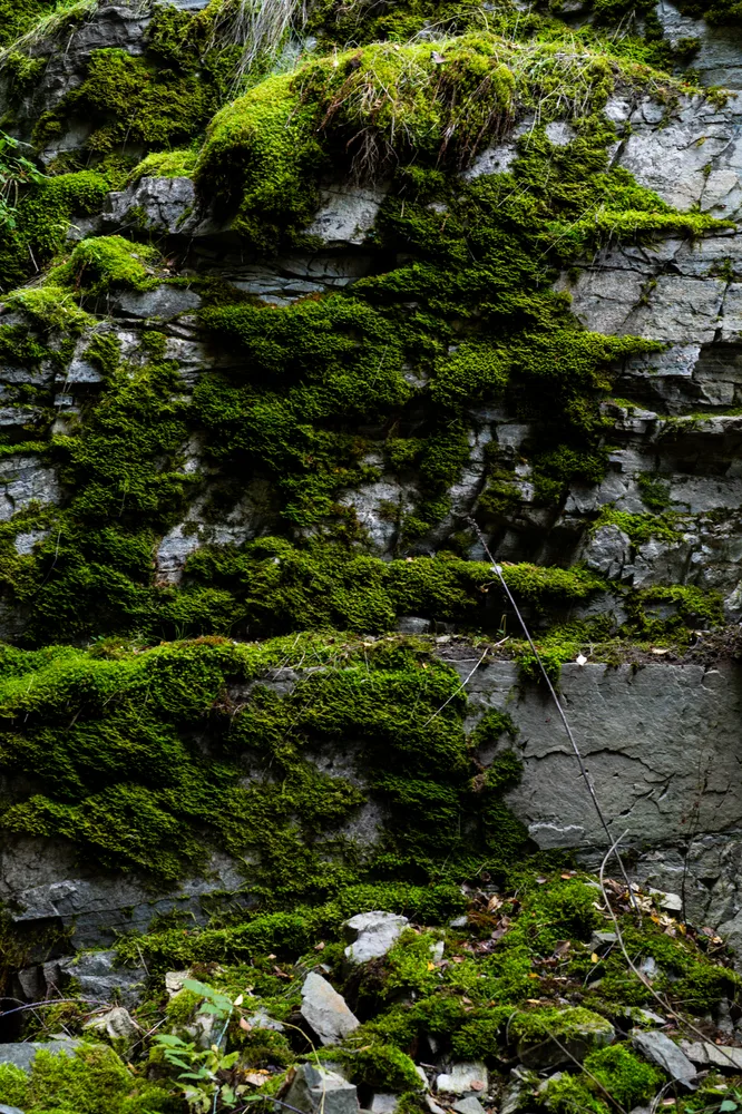of rock and moss