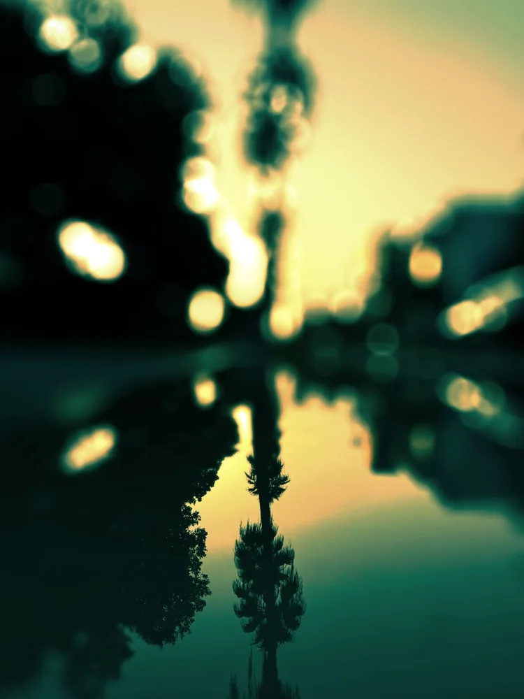 Miami puddle 🌴