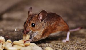 Rodent Control Leeds