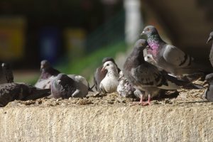 Free Pest Inspection and Quote