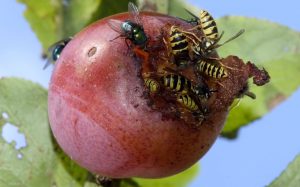 Commercial Pest Management