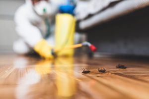 Surekill Pest Control