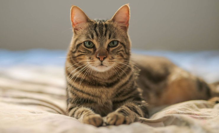 Algunas personas aseguran que los gatos tienen un instinto espiritual.