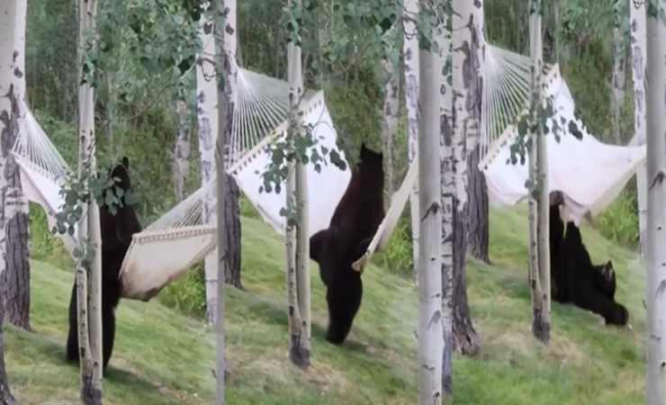 Oso no se rinde y consigue hamacarse tras varios intentos.