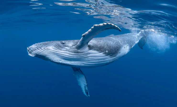 Una ballena jorobada cruzó tres océanos y rompe récord de distancia por amor.
