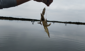 La intervención gubernamental busca mitigar las pérdidas económicas y blindar la infraestructura de más de 7.000 predios dedicados al cultivo de camarón y peces.