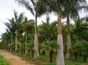oferta Palmeira Imperial da empresa Flora Natal