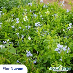 oferta Flor Nuvem da empresa Flora Natal
