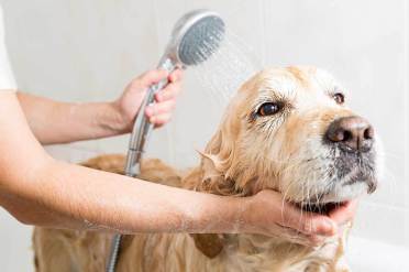 Promoção: Pacote de Banho Para cães de porte pequeno