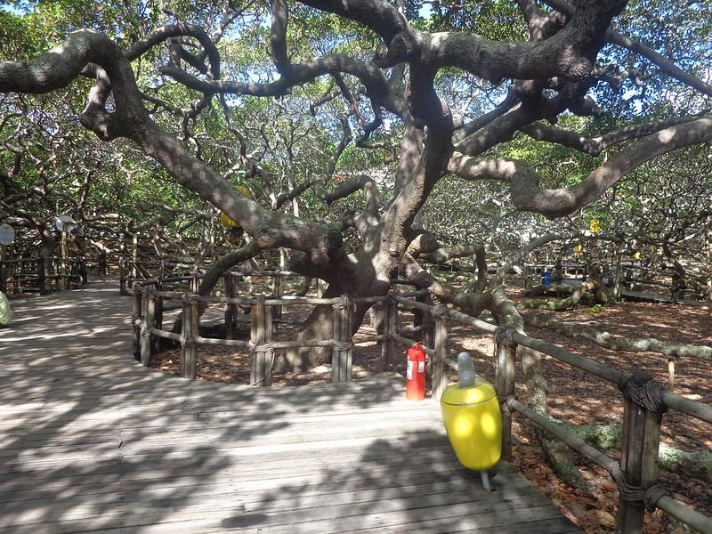 Descubra o Fascínio do Maior Cajueiro do Mundo na Praia de Pirangi, Parnamirim RN