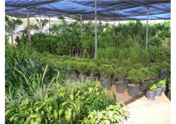 foto 3 de Sinal Verde Plantas - Nova Parnamirim